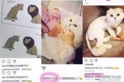 娱乐吃瓜酱虐猫博主小说
